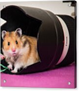 Hamster In The Hood Acrylic Print