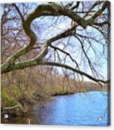 Old Oaktree Over River Acrylic Print