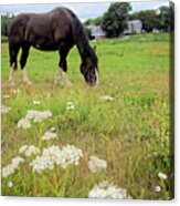 Happy As A Horse Acrylic Print