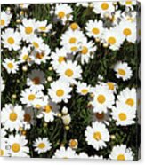 Happy Daisies- Photography By Linda Woods Acrylic Print