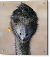 Happy Emu Acrylic Print