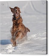 Happy Setter Acrylic Print