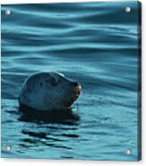 Harbor Seal Acrylic Print