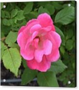 Hardy Rose Acrylic Print