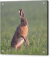 Hare At Dawn Acrylic Print