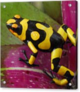 Harlequin Poison Dart Frog Acrylic Print