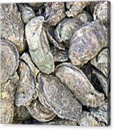 Harvested Oysters Acrylic Print
