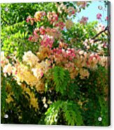 Hawaii Rainbow Shower Tree Acrylic Print