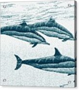 Hawaiian Spinner Dolphin Blue Acrylic Print