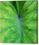 Hawaiian Taro Leaf Texture Acrylic Print