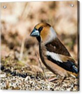 Hawfinch's Gaze Acrylic Print