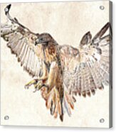 Hawk In Flight Photographic Drawing Acrylic Print