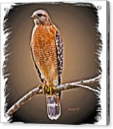 Hawk Acrylic Print