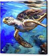 Hawksbill Acrylic Print