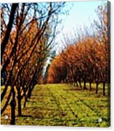 Hazelnut Orchard 21578 16x20 Acrylic Print