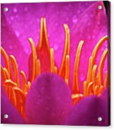 Heart Of The Lily Acrylic Print