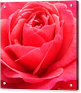 Hearts Desire Red Rose Acrylic Print