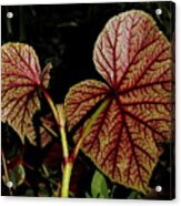 Hearty Begonia Backside Acrylic Print