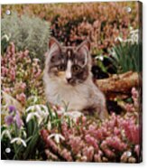 Heather Cat Acrylic Print