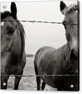 Hello Horses Acrylic Print