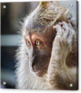 Hello, Monkey Here Acrylic Print