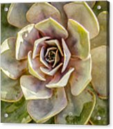 Hen And Chick Cactus Acrylic Print