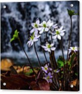 Hepatica And Waterfall Acrylic Print