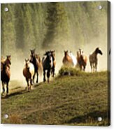 Herd Of Wild Horses Acrylic Print