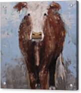 Hereford Brown Cow Portrait Farm Animal Painting Acrylic Print