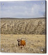 Hereford Bull Acrylic Print