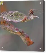 Here's Lookin' At You- Dragonfly Acrylic Print