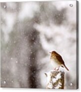 Hermit Thrush On Post In Snow Acrylic Print