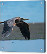 Heron In Flight Acrylic Print
