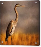 Heron In The Field Acrylic Print