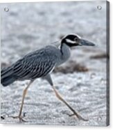Yellow-crowned Night Heron On A Mission Acrylic Print