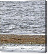 Heron On Quivira Sandbar Acrylic Print