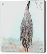 Heron Posing Acrylic Print
