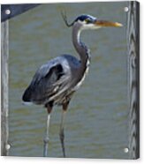 Heron Standing Acrylic Print