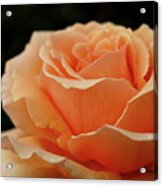 Hever Castle Peach Rose Acrylic Print