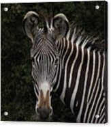 Hi Zebra Acrylic Print