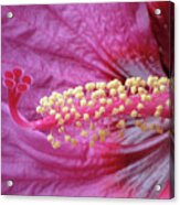 Hibiscus - Berry Awesome 02 Acrylic Print