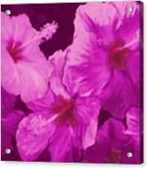 Hibiscus, Pink Acrylic Print