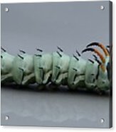 Hickory Horned Devil Acrylic Print