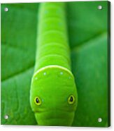 Hidden Caterpillar Acrylic Print