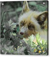 Hidden Fox Acrylic Print