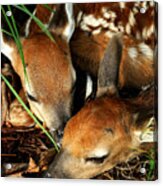 Hiding Twin Whitetail Fawns Acrylic Print
