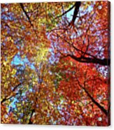 High Color Acrylic Print