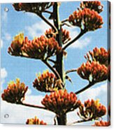 High Country Red Bud Agave Acrylic Print