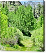 High Sierra Summer Acrylic Print