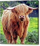 Highland Cow Acrylic Print